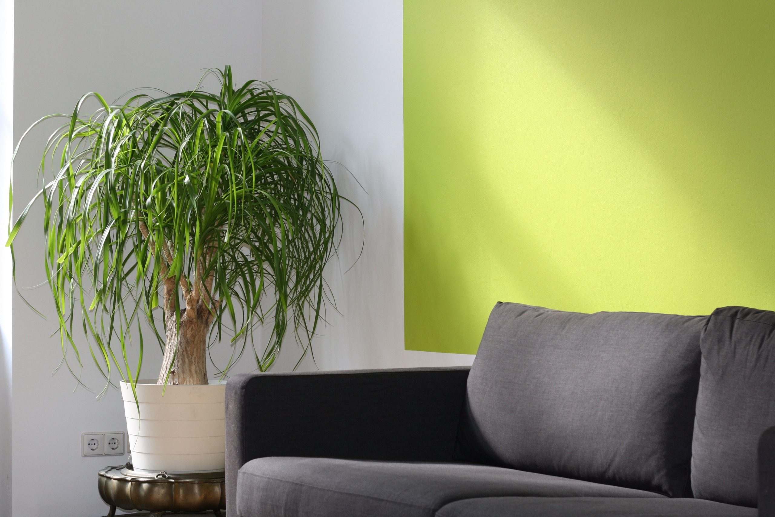 Canapé gris propre dans un salon clair décoré d’une plante