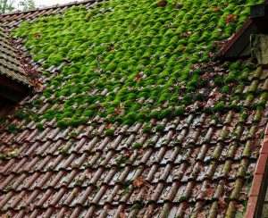 Tuiles anciennes recouvertes de mousse verte avant démoussage